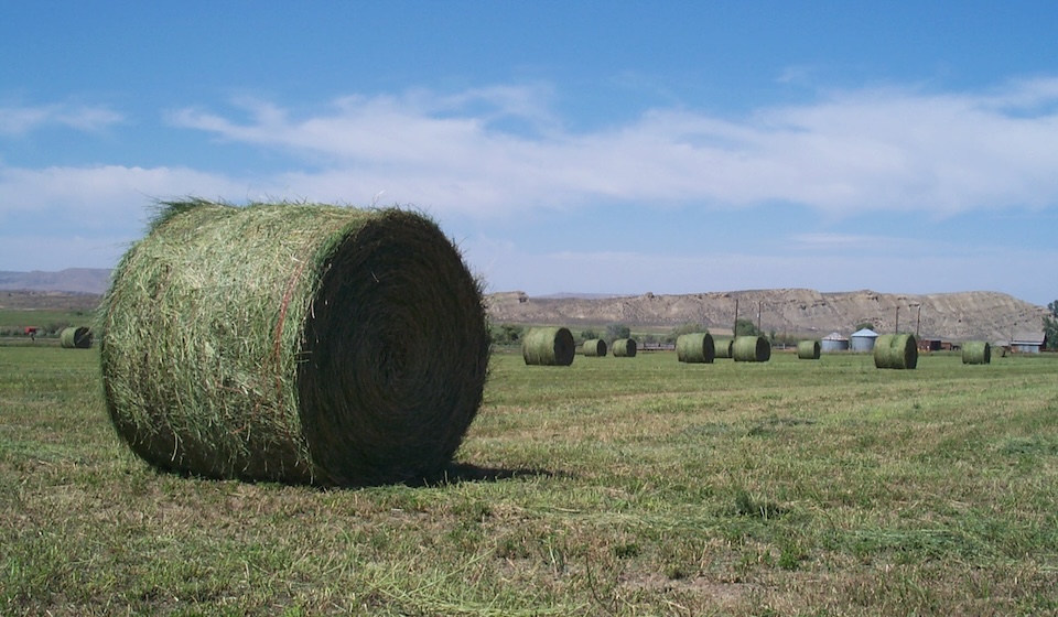 Koch Invests in Massive Land Grab From West African Herders